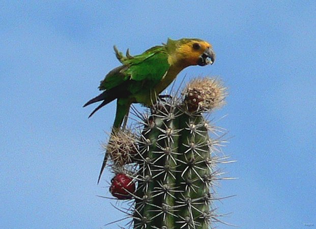 51- Perruche se nourrissant de fleurs de cactus 